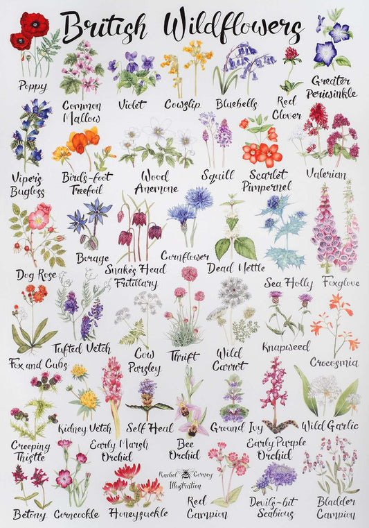 Revamp Your Beauty Routine with Native Plants and Flowers!